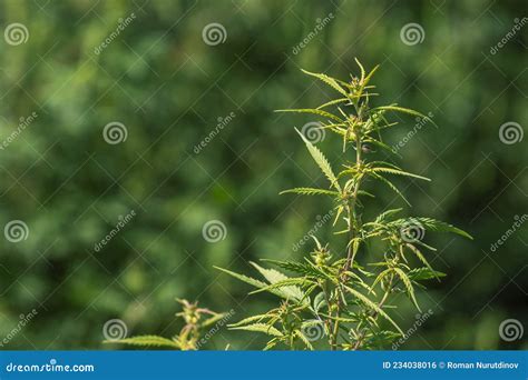 The Top of the Cannabis Sativa Plant during Ripening Stock Photo - Image of exotic, female ...