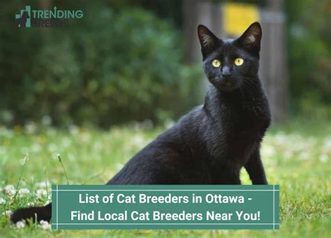 10 Best Cat Breeders in Ottawa – Find Local Cat Breeders Near You! (2024)