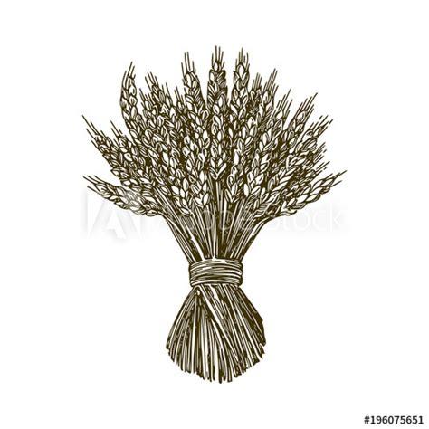 Wheat Bundle Vector at Vectorified.com | Collection of Wheat Bundle ...