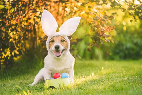 3 Ways to Celebrate Easter with Your Puppy - Petland Florida