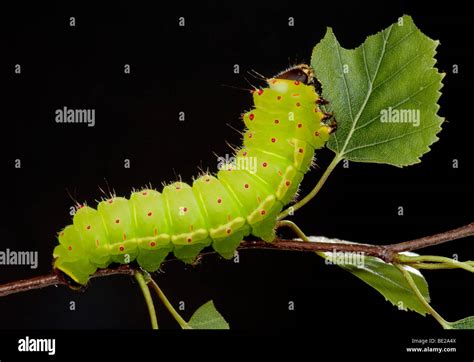 Luna or Moon Moth Caterpillar Actias luna larvae feeding on birch leaves bright green Stock ...