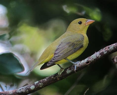 Birds of the Sugarbush: Scarlet Tanager | Audubon Vermont