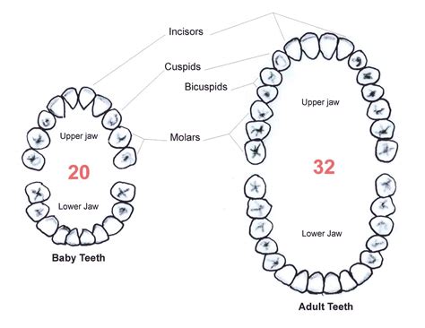 Teeth Diagrams With Numbers