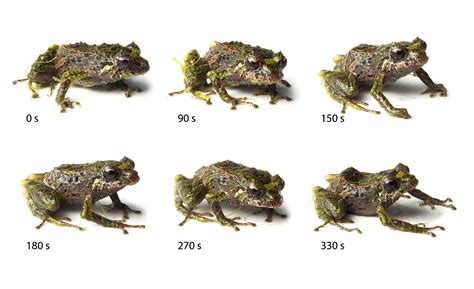 Shape-Shifting Frog Can Change Texture of Its Skin | Blog | Nature | PBS