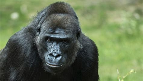 Gorilla Strength: How Strong Are Gorillas? AZ Animals | eduaspirant.com