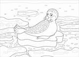 Free SEAL Coloring Pages For Download Printable PDF  VerbNow sketch template