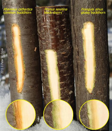 Rhamnus spp., common buckthorn, glossy buckthorn,