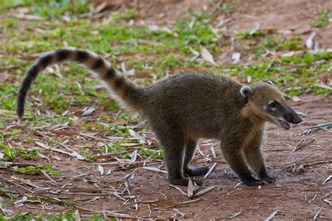 Help Save Coatimundis | World Coati Day | December 3rd