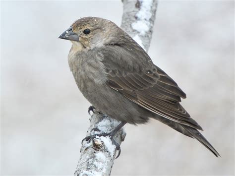 Brown-headed Cowbird - eBird