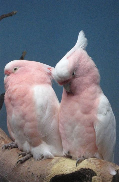 122 best images about Aviary!! Parrots & Cockatoos!! on Pinterest | Love birds, Scarlet and Blue and