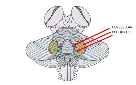 Cerebellar peduncles - definition