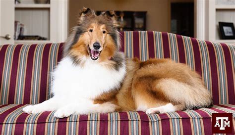 Next Texas A&M Mascot Selected, Reveille IX To Assume Role In May - Texas A&M Today