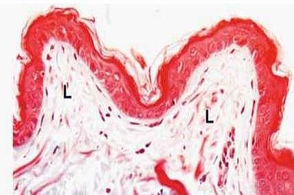 Areolar Connective Tissue Definition, Location, Function, Histology ...