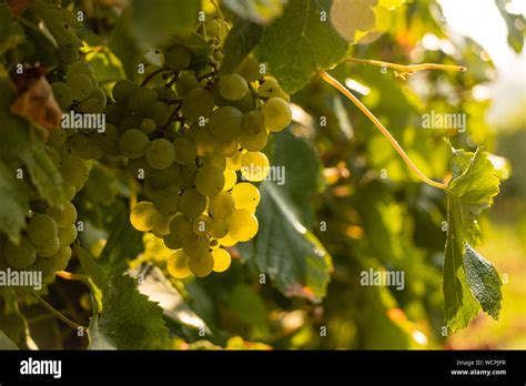 Green grapes on the vine Stock Photo - Alamy