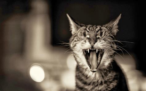 Angry Cat Free Desktop Wallpaper - WallpaperSafari