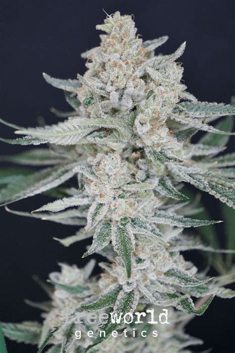 The Suplex – FreeWorld Genetics