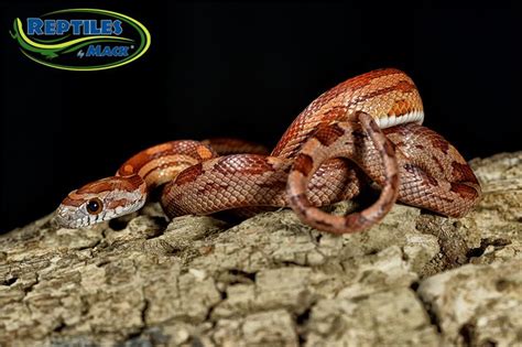 Corn Snake Care Sheet – Reptiles by Mack