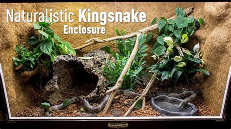 Setting up a Naturalistic Kingsnake Enclosure - YouTube | Snake terrarium, Snake habitat ...