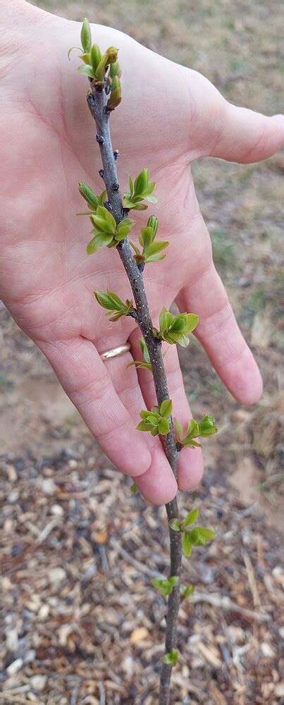 2023 Persimmon Grafting - General Fruit Growing - Growing Fruit