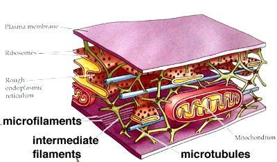 Cytoskeleton - Cells