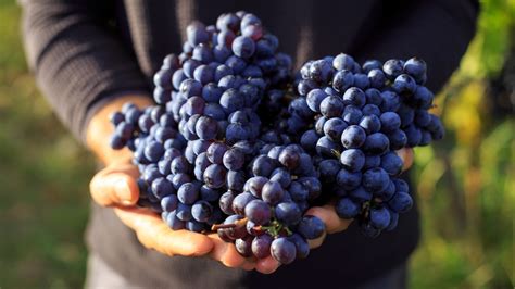 The Grapes Used To Make Wine Aren't Your Normal Store-Bought Variety