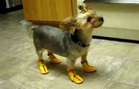 10 Adorable Dogs Wearing Shoes