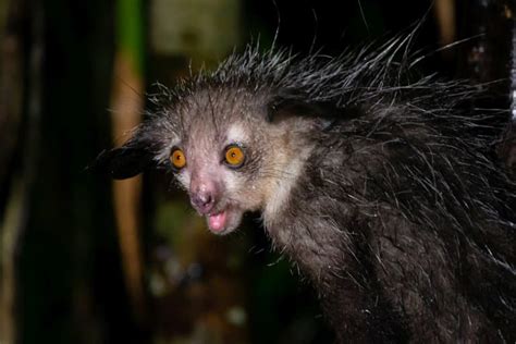 14 Bizarre Aye-Aye Facts - Fact Animal