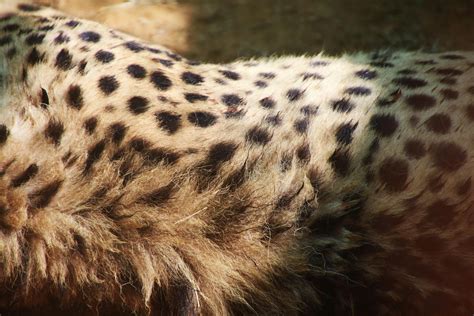 Closeup Photo of Cheetah · Free Stock Photo