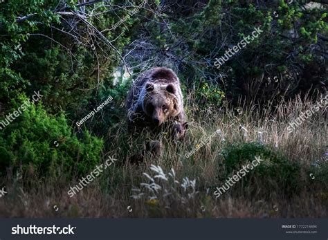 33 Marsican brown bear Images, Stock Photos & Vectors | Shutterstock