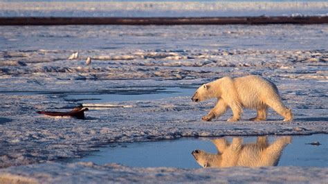 Watchdog Group Slams EPA’s Scientific Integrity Proposal While Defending Polar Bear Scientist ...