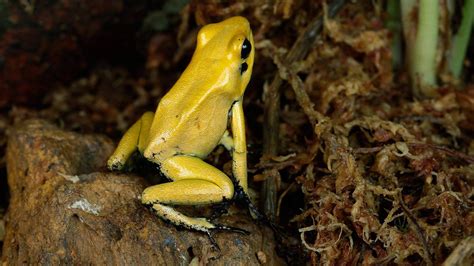 Golden Poison Frog - Singapore Zoo