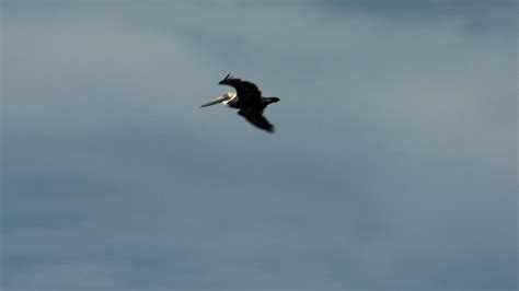 Bird nesting likely safe from oil spill danger