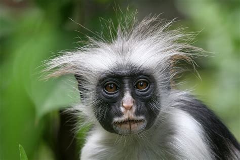 How Many Types of Monkeys Are There in the World? | Reader's Digest