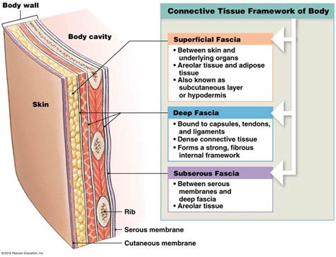 The Fasciae | Medical knowledge, Integumentary system lesson, Human ...