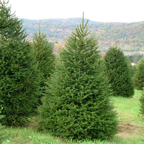 Buy Norway Spruce (Picea Abies) 15 seeds online :: Seeds :: HobbySeeds Store