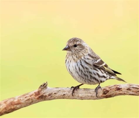 Finches in Ohio (9 Species with Pictures) - Wild Bird World (2022)