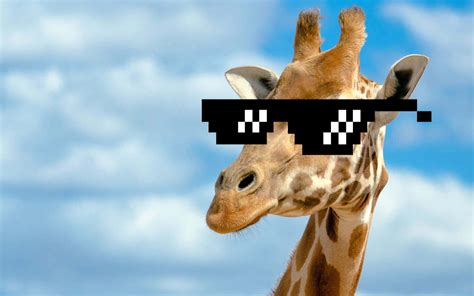 Download Funny Giraffe Thug Life Picture | Wallpapers.com