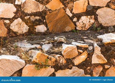 Two chipmunks on stones stock image. Image of little - 143363827