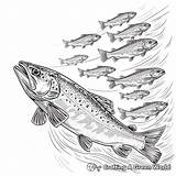 Trout Coloring Pages  Free & Printable sketch template