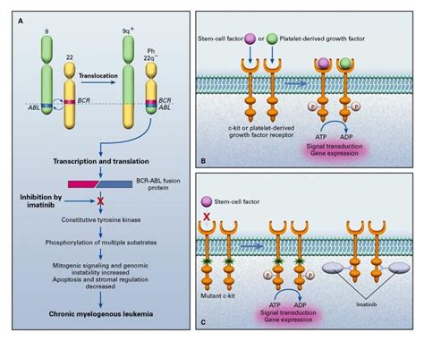 Imatinib Mesylate — A New Oral Targeted Therapy | NEJM