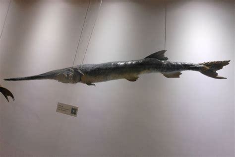 Giant Chinese Paddlefish That Survived 150 Million Years Extinct