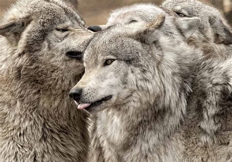 Adult Timber Wolf Pack in Play Session - Cool Wildlife