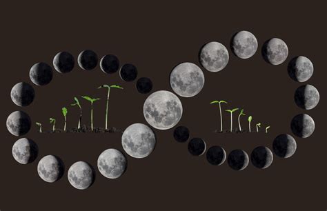 Lunar Gardening a guide to planting a lunar Vegetable Garden – Haxnicks