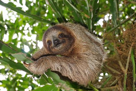 Why Sloths Are A Threatened Species – MudFooted