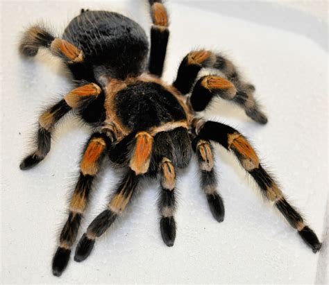 Mexican Red Knee Tarantula | Gallery | Reptile Gardens