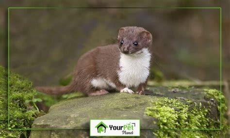 Weasel Facts You Should Know Before Getting - Your Pet Planet