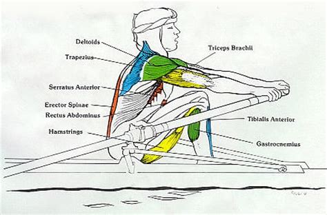 What Muscles Does a Rowing Machine Work and is it Effective?