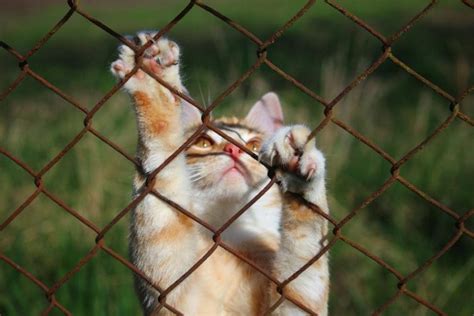 5 DIY Cat Fence Plans You Can Make Today (With Pictures) | Pet Keen