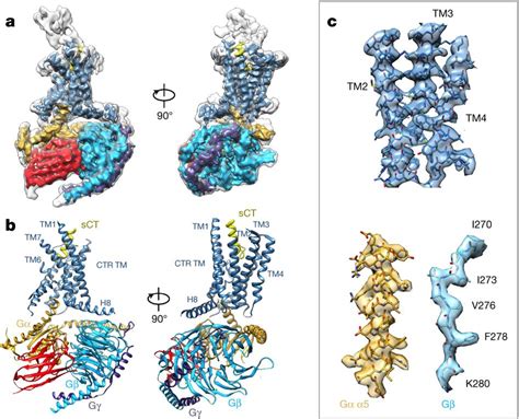 The structure of the calcitonin receptor in complex with peptide ligand & heterotrimeric gαsβγ ...