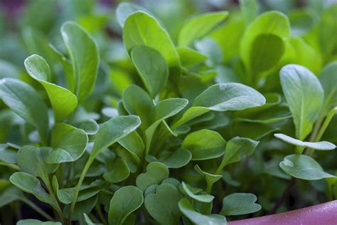 How to Grow and Care for Watercress